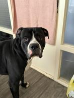 Herplaatsing, Dieren en Toebehoren, Reu, 1 tot 2 jaar, Groot, Eén hond