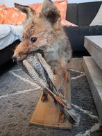 taxidermie,taxidermy Opgezette"goudjakhals"met sperwer prooi, Ophalen of Verzenden, Zo goed als nieuw, Vogel, Opgezet dier