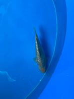 Ginrin soragoi, Dieren en Toebehoren, Karper of Koi