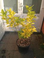 Citrus Limonia, citroen, Citroenboom, Tuin en Terras, Planten | Fruitbomen, Ophalen, Lente, Volle zon, In pot