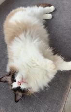 Ragdoll poes seal bicolor 🤍& kittens ~Bliss_Ragdolls, Poes, Gechipt, 0 tot 2 jaar