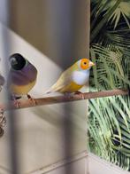 Koppels gouldamadines, Dieren en Toebehoren, Meerdere dieren