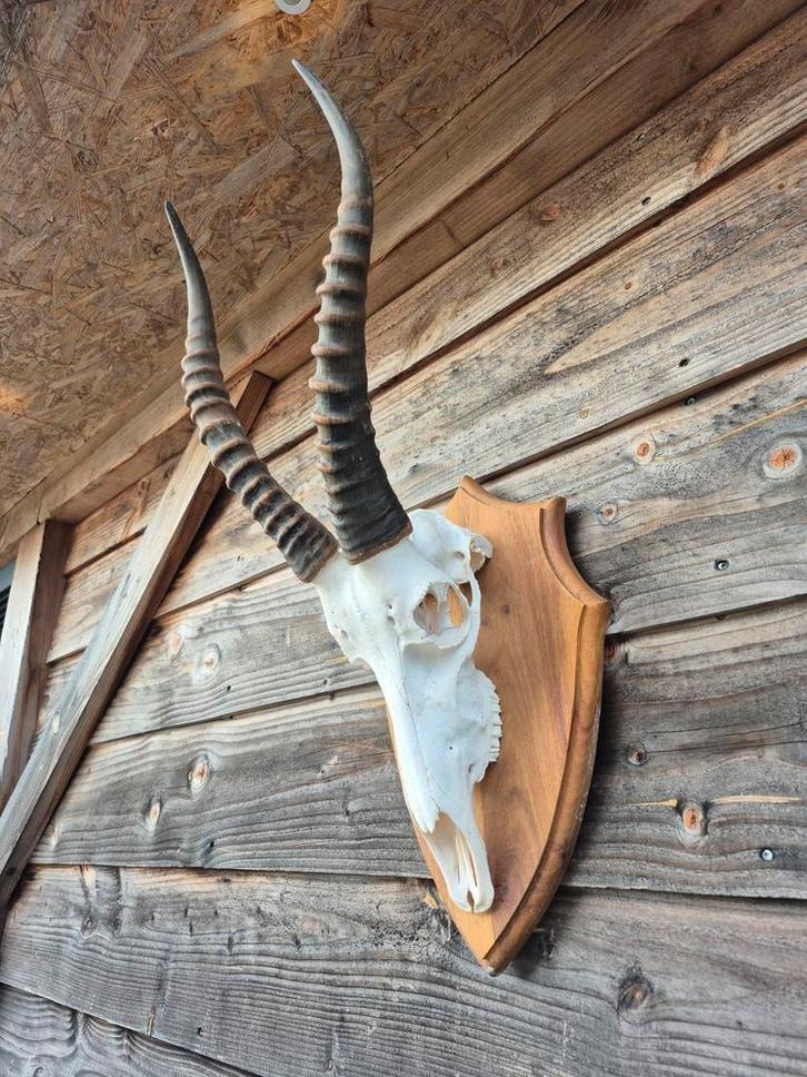 Diverse echte Blesbok schedels "ook compleet met onderkaak", Verzamelen, Dierenverzamelingen, Nieuw, Schedel, Overige soorten