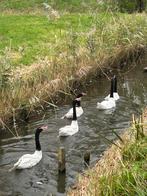 Zwarthals zwanen 6 stuks, Dieren en Toebehoren, Pluimvee, Geslacht onbekend, Gans of Zwaan