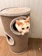 Europees korthaar kitten katertjes rood wit, Kater, Kortharig, 0 tot 2 jaar