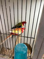 Te koop koppel prachtrosella’s, Dieren en Toebehoren, Vogels | Parkieten en Papegaaien, Meerdere dieren, Parkiet