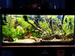 Juwel rio 180, Dieren en Toebehoren, Vissen | Aquaria en Toebehoren, Ophalen, Zo goed als nieuw, Leeg aquarium