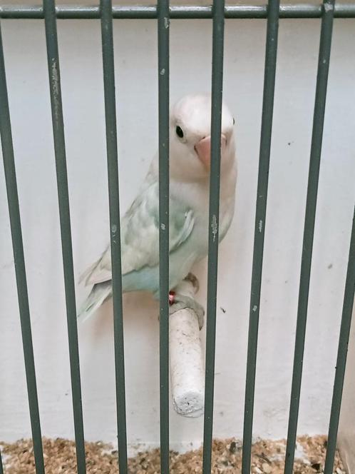 Prachtige jonge agapornis fisheri opaline pastelino wit man, Dieren en Toebehoren, Vogels | Parkieten en Papegaaien, Dwergpapegaai of Agapornis