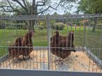 Jonge Sussex hoenders broed 2025, Dieren en Toebehoren, Pluimvee | Toebehoren, Ophalen, Nieuw, Kippenhok of Kippenren