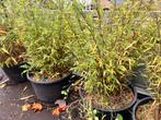 Laagblijvende Bamboe in Pot - Niet Woekerend!, Tuin en Terras, Vaste plant, Siergrassen, Ophalen of Verzenden, Bloeit niet