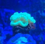 KORAALSTEKKEN., Dieren en Toebehoren, Vissen | Aquariumvissen, Vis