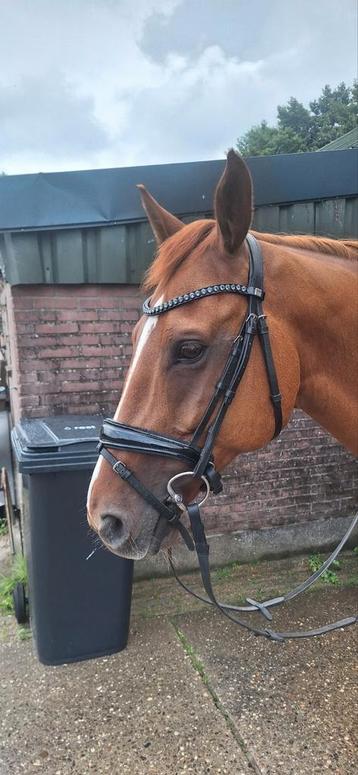 Hoofdstel zwart full incl Monére Swarovski  beschikbaar voor biedingen