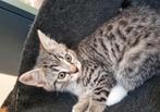 Kittens💘, Dieren en Toebehoren, Katten en Kittens | Overige Katten, Meerdere dieren, Kortharig, 0 tot 2 jaar