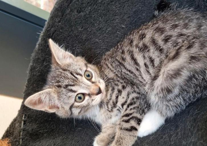 Kittens💘, Dieren en Toebehoren, Katten en Kittens | Overige Katten, Kortharig, Meerdere dieren, 0 tot 2 jaar