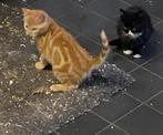 Boerderij kittens katers! Mogen nu weg !, Kater