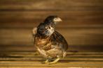 Araucana kippen | speciale eieren | Opvallend uiterlijk, Vrouwelijk, Kip