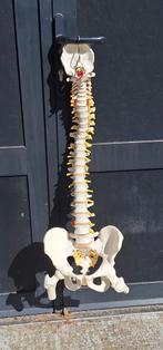 Anatomisch model van een ruggengraat/wervelkolom., ., Ophalen of Verzenden, Zo goed als nieuw, .