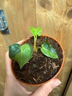 Philodendron billietiae variegata plant green halfmoon, Ophalen of Verzenden, Halfschaduw, Minder dan 100 cm