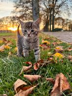 Lieve boerderij kittens, Dieren en Toebehoren, Meerdere dieren