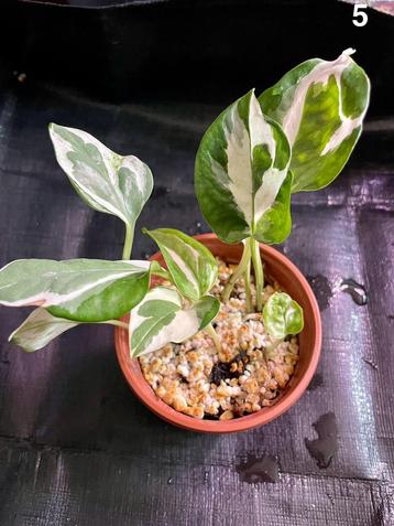 Epipremnum aureum 'N'Joy'