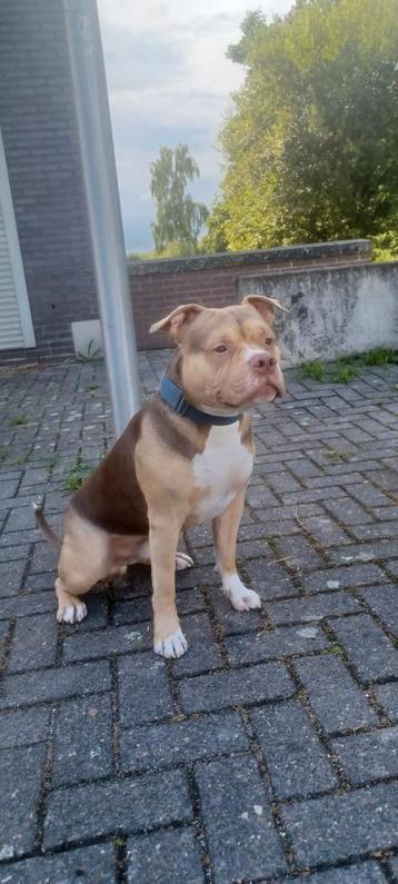 American bully pocket / classic dekreu beschikbaar voor biedingen