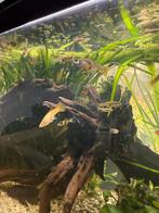 Guppy’s guppies, Dieren en Toebehoren, Vissen | Aquariumvissen, Vis