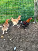 Trio Marans tarwe, Dieren en Toebehoren, Pluimvee, Meerdere dieren, Kip