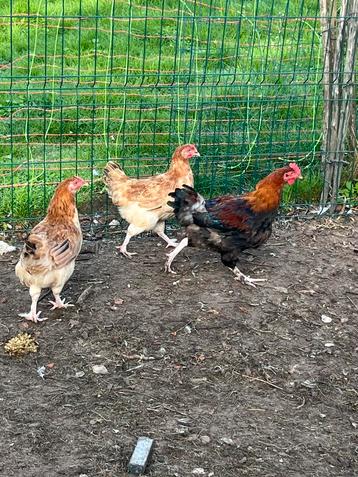 Trio Marans tarwe beschikbaar voor biedingen