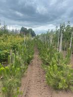 Pinus nigra, Ophalen of Verzenden, Halfschaduw, Overige soorten, 100 tot 250 cm