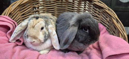 Koppel OLIVER & GIGI uit de opvang zoeken een tehuis!, Dieren en Toebehoren, Konijnen, Dwerg, Meerdere dieren