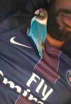 Agapornis Personata Blauwmasker - Hand Tam - Mannetje, Dieren en Toebehoren, Vogels | Parkieten en Papegaaien, Mannelijk, Dwergpapegaai of Agapornis