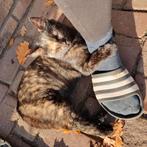 02-11: Kitten, poes, schildpadkleur, +/- 19 weken, Dieren en Toebehoren, Katten en Kittens | Overige Katten, Poes, Kortharig, 0 tot 2 jaar