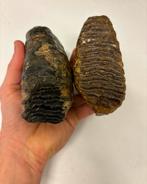 Mammoet kies fossiel jonge mammoet set, Verzamelen, Ophalen, Fossiel