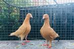 Kleurpostduiven, duiven, postduiven, Dieren en Toebehoren, Vogels | Duiven, Meerdere dieren, Postduif