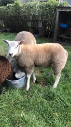 Dekram swifter x texelaar, Dieren en Toebehoren, Schapen, Geiten en Varkens, Mannelijk, Schaap, 0 tot 2 jaar