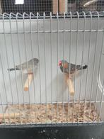3 koppels zebravinken split charcoal, Meerdere dieren, Tropenvogel
