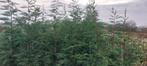 Leylandii haagconiferen coniferen conifeer, Bloeit niet, Halfschaduw, 100 tot 250 cm, Overige soorten