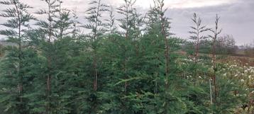 Leylandii haagconiferen coniferen conifeer  beschikbaar voor biedingen