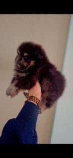 Pomeranian/pomeriaan pups, Dieren en Toebehoren, 8 tot 15 weken, Meerdere, Meerdere dieren, Nederland