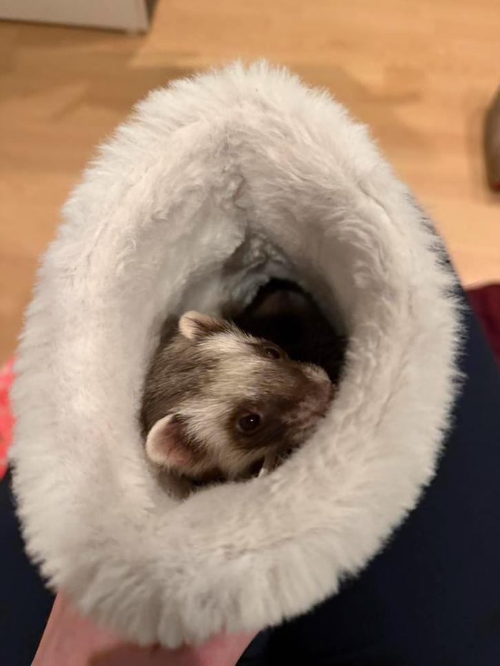 Fretten moertje zoekt nieuw huis, Dieren en Toebehoren, Knaagdieren, Vrouwelijk, Fret, Juni, Tam