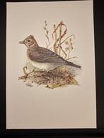 Veldleeuwerik, Verzenden, 1980 tot heden, Zo goed als nieuw, Dier