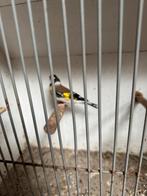 Major putter, Dieren en Toebehoren, Mannelijk, Wildzangvogel, Geringd