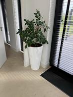 Citroenplant in pot, Huis en Inrichting, Kamerplanten, Ophalen, Overige soorten, Halfschaduw, In pot