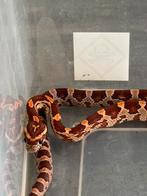 Baby rattenslangen, Amfibie, 0 tot 2 jaar