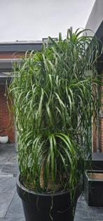 Olifantspoot (Beaucarnea) 2,45 meter hoog, Huis en Inrichting, Kamerplanten, Ophalen, 200 cm of meer, Overige soorten, Halfschaduw