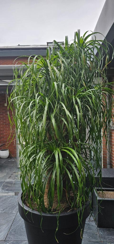 Olifantspoot (Beaucarnea) 2,45 meter hoog, Huis en Inrichting, Kamerplanten, Overige soorten, 200 cm of meer, Groene kamerplant