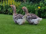 Toulouseganzen | Geringde ganzen uit het voorjaar 2023, Meerdere dieren, Gans of Zwaan