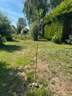 3 (knot)wilgen te koop, Tuin en Terras, Planten | Bomen, Ophalen, Overige soorten, Minder dan 100 cm