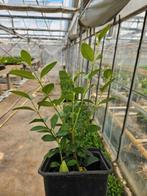 Liguster haag 540 planten, Ophalen, Liguster, Haag, Minder dan 100 cm