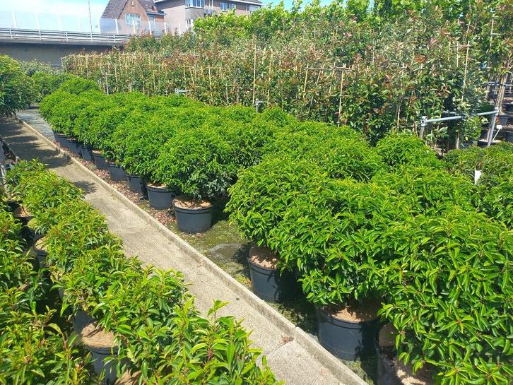 Portugese laurier voor hagen , bollen, stammen en piramide, Tuin en Terras, Planten | Struiken en Hagen, Laurier, 100 tot 250 cm